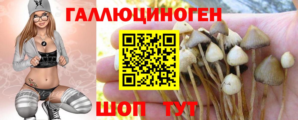 Псилоцибиновые грибы мицелий Новосибирск